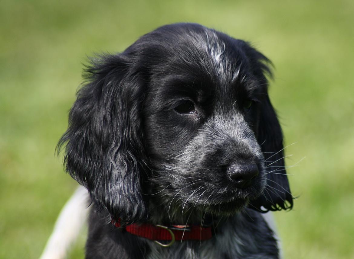 Cocker spaniel Mille billede 21