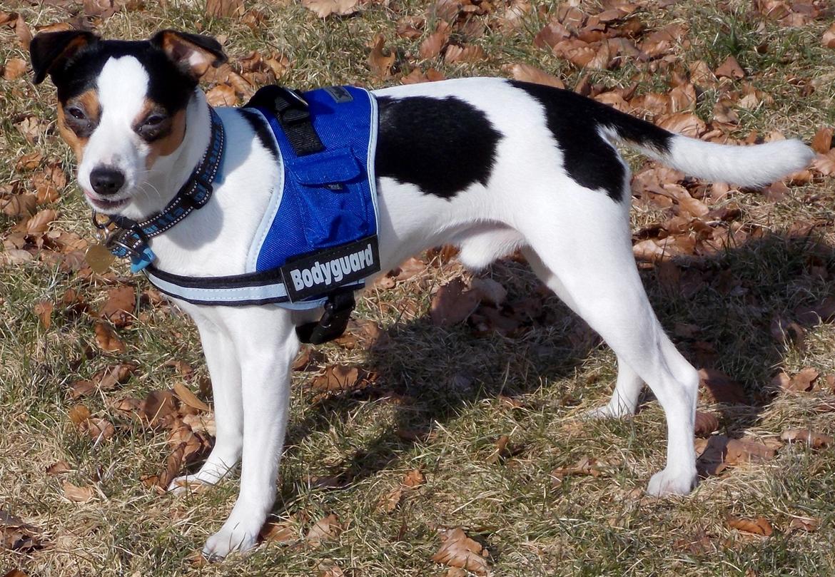 Dansk svensk gaardhund Milo Min Soulmate billede 27