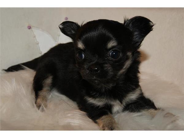 Chihuahua Maggie billede 1