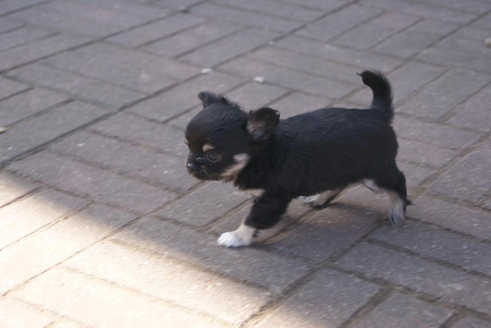 Chihuahua Maggie billede 2