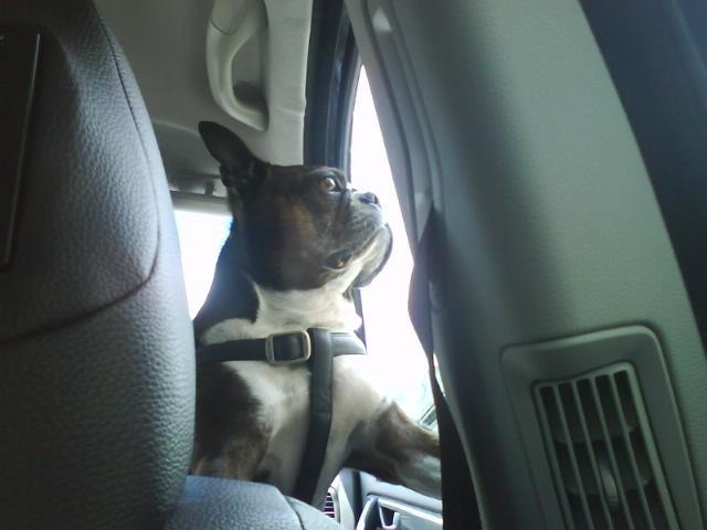 Boston terrier Osvald (RIP) (skatten) - På vej til Frankrig! <3 billede 3