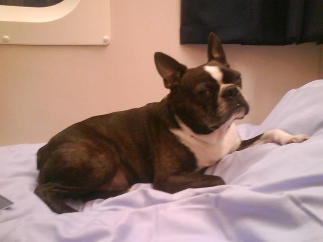Boston terrier Osvald (RIP) (skatten) - På vej til Norge i en kahyt <3 billede 4