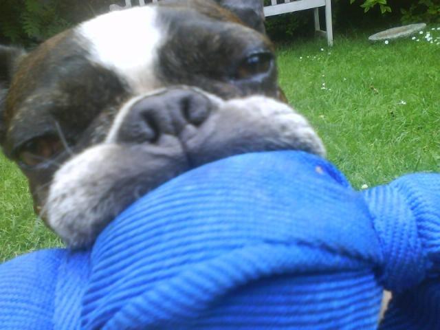 Boston terrier Osvald (RIP) (skatten) - Se mit fine legetøj! <3 billede 1