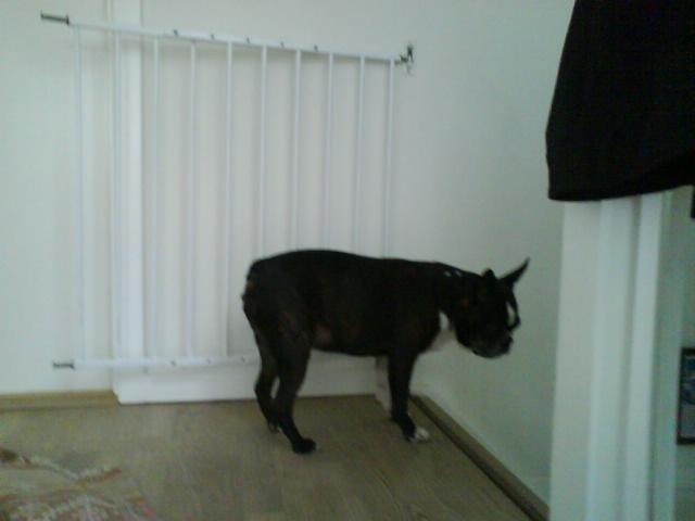 Boston terrier Osvald (RIP) (skatten) - Model billede! <3 billede 2