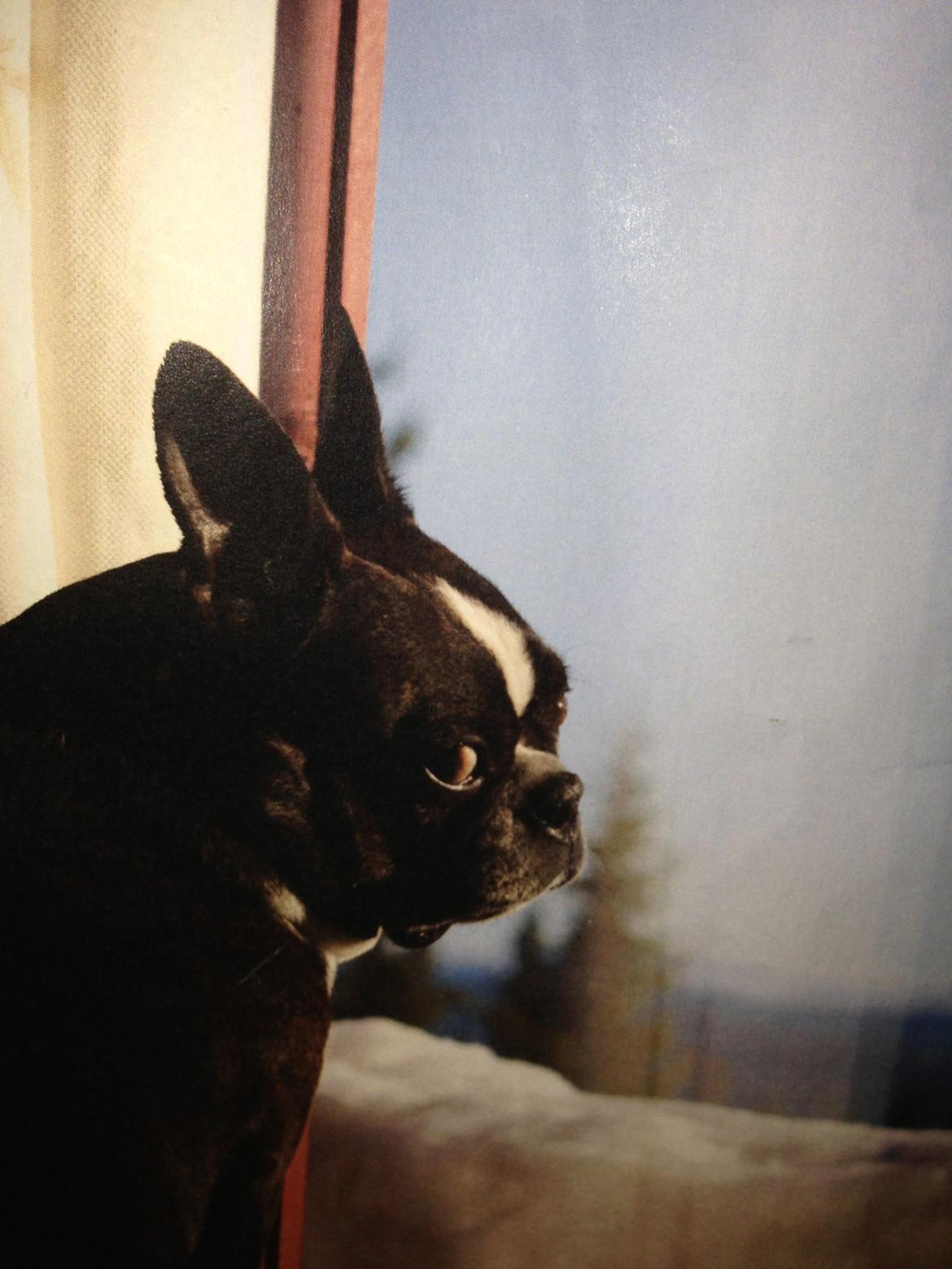 Boston terrier Osvald (RIP) (skatten) - I Norge <3 billede 5