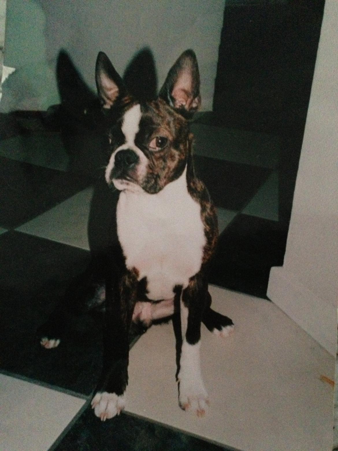 Boston terrier Osvald (RIP) (skatten) - Hold kæft jeg savner dig!<3 billede 7