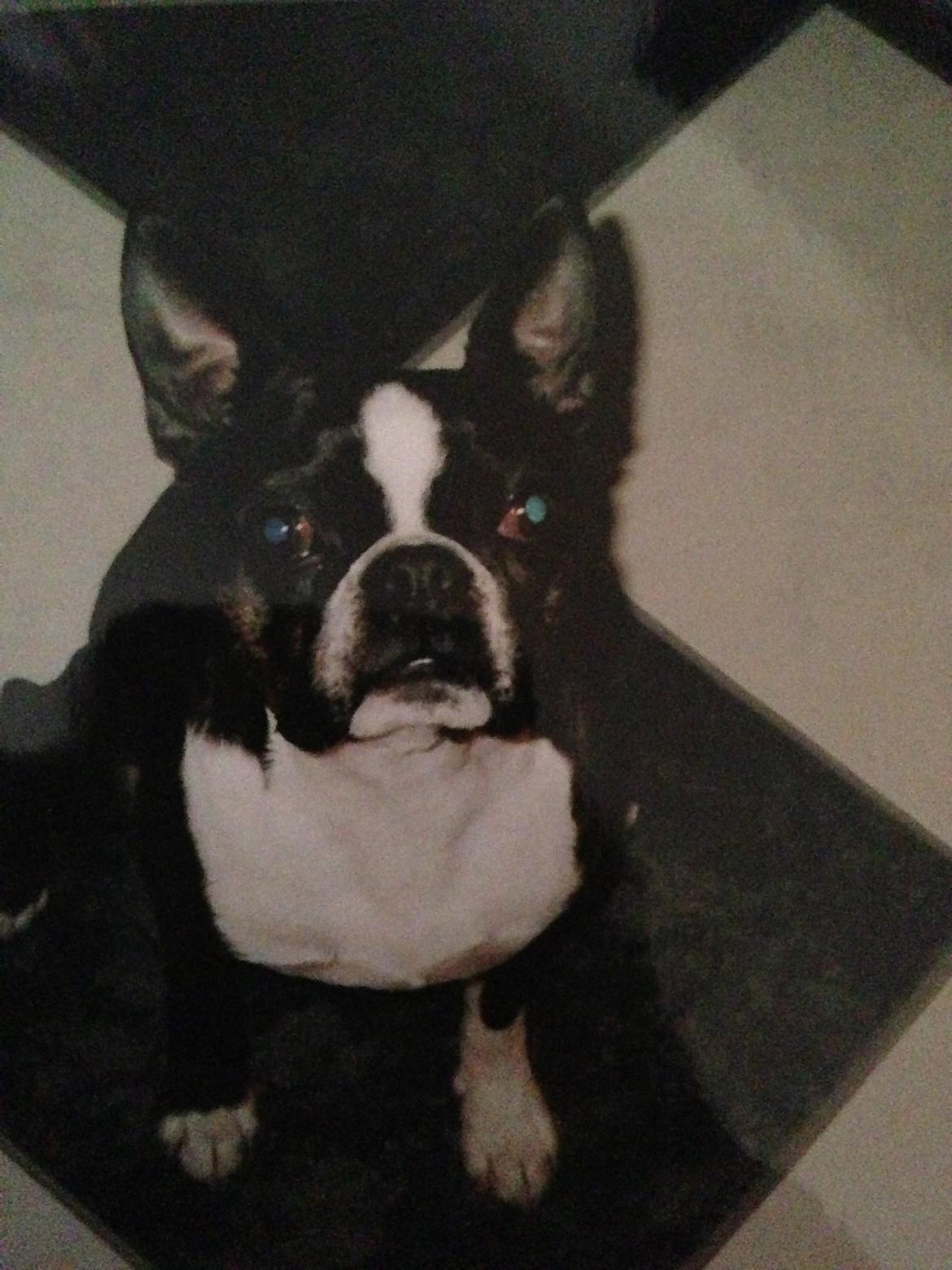 Boston terrier Osvald (RIP) (skatten) - Elskede! billede 8