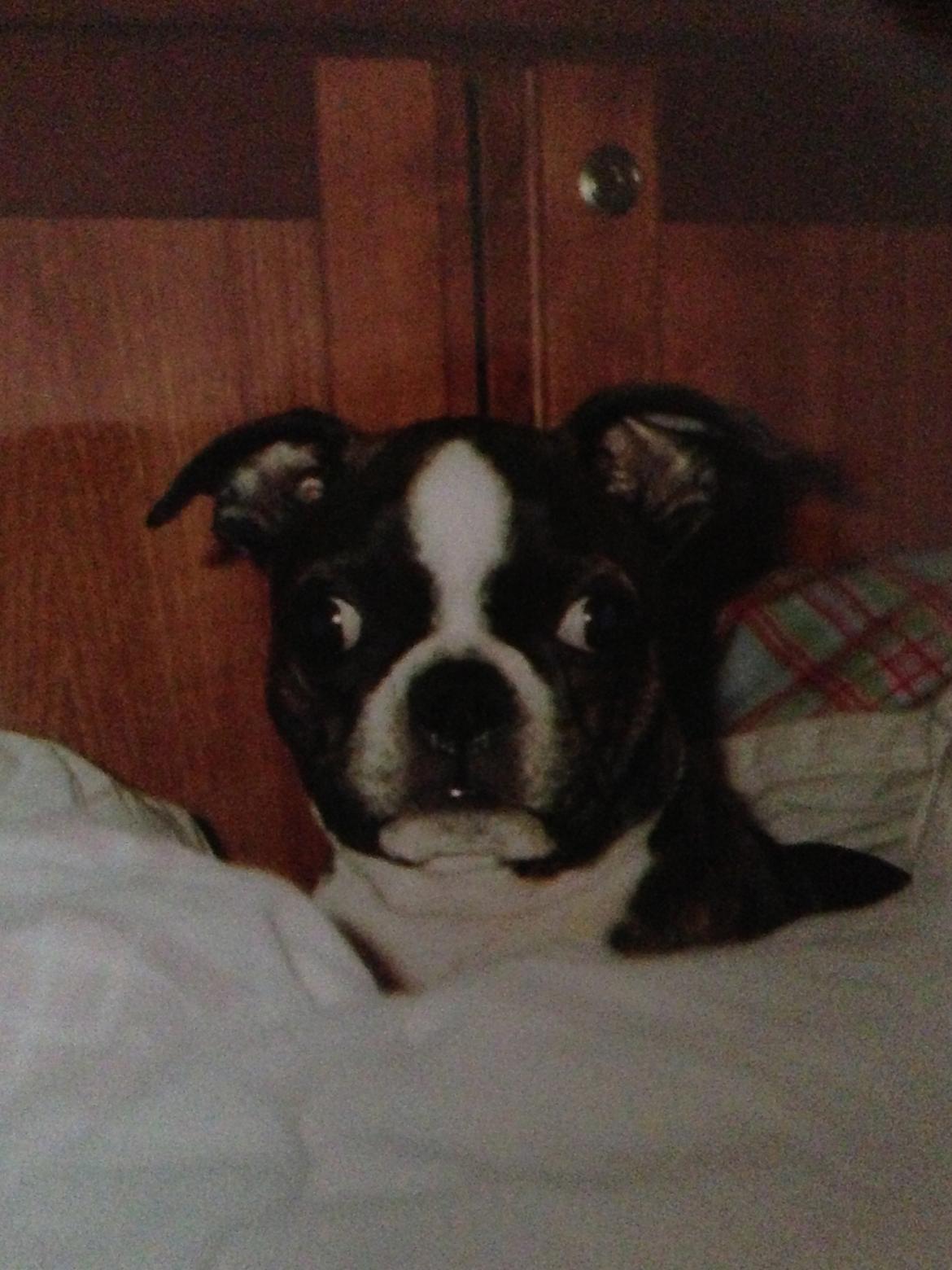 Boston terrier Osvald (RIP) (skatten) - Som baby <3 billede 6