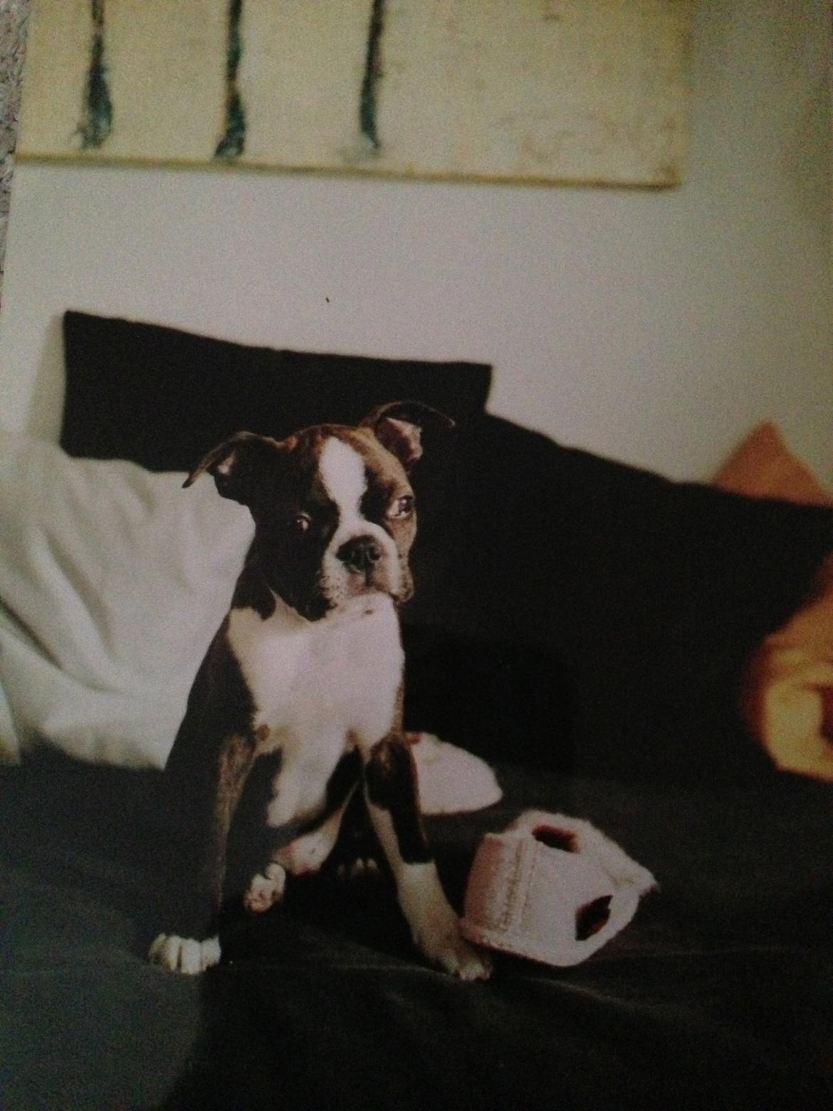 Boston terrier Osvald (RIP) (skatten) - En cute baby! billede 9