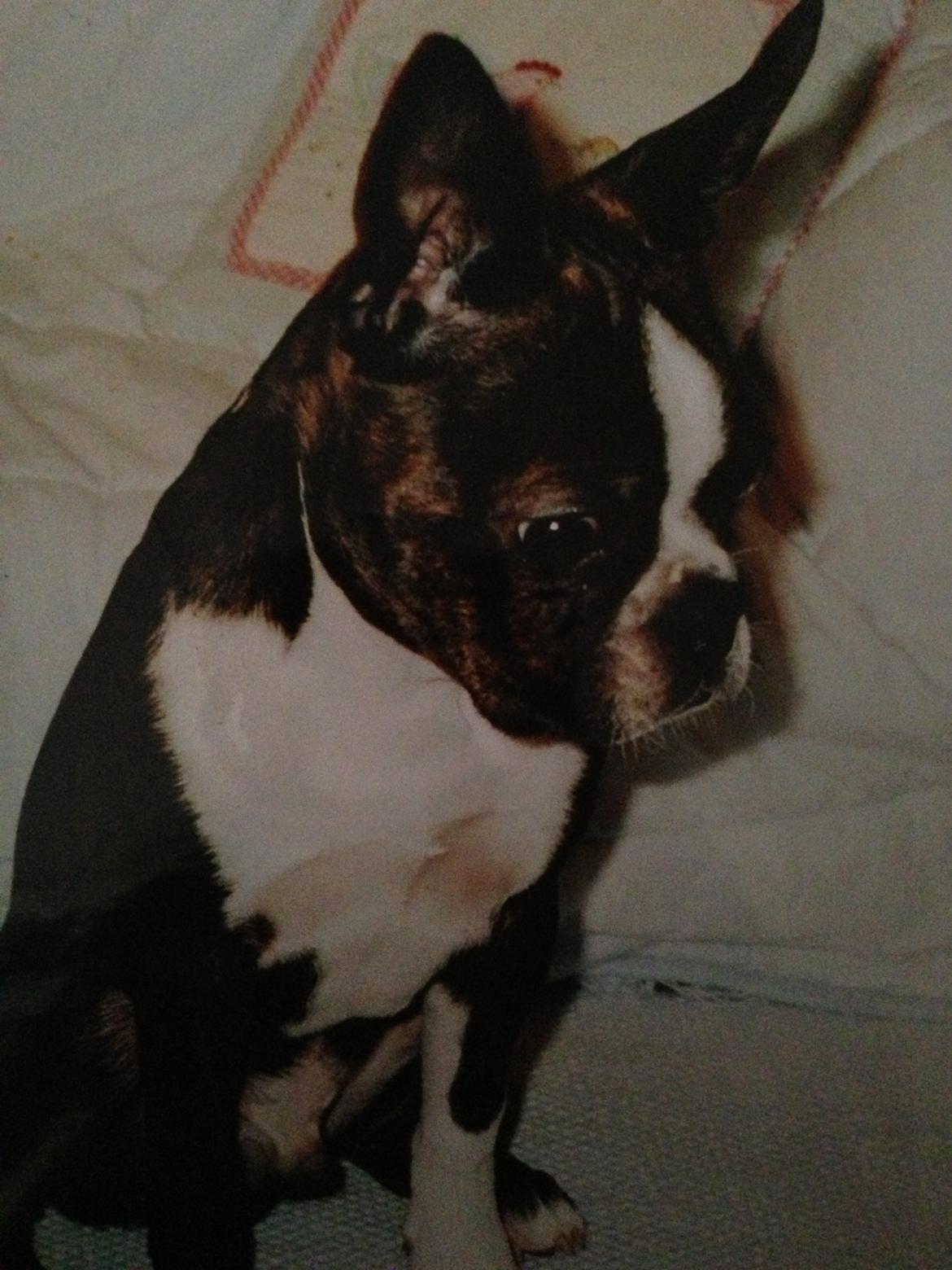 Boston terrier Osvald (RIP) (skatten) - 1 år ca <3 billede 10