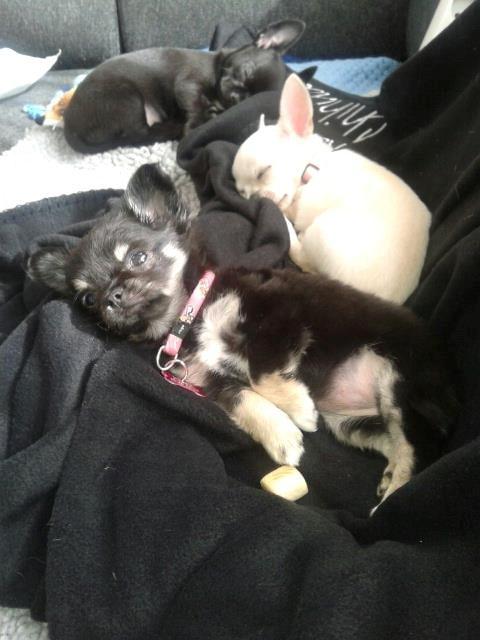 Chihuahua Maggie billede 3