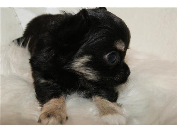 Chihuahua Maggie billede 4