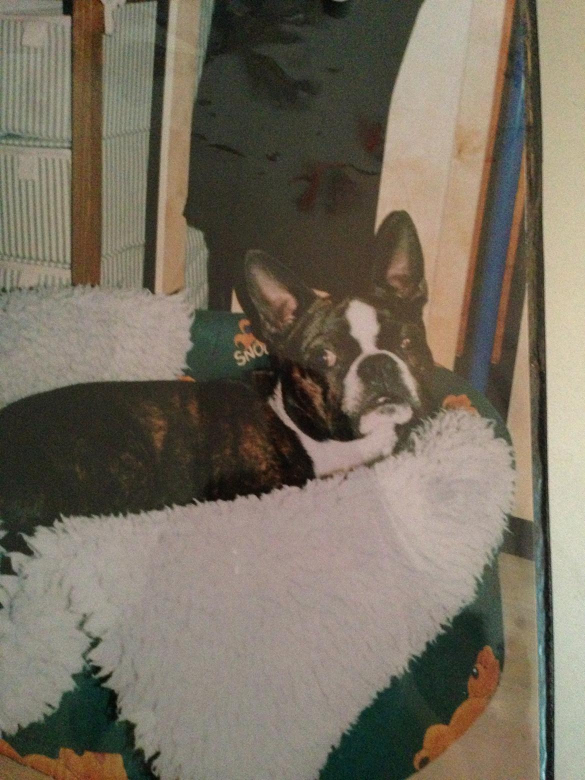 Boston terrier Osvald (RIP) (skatten) billede 11