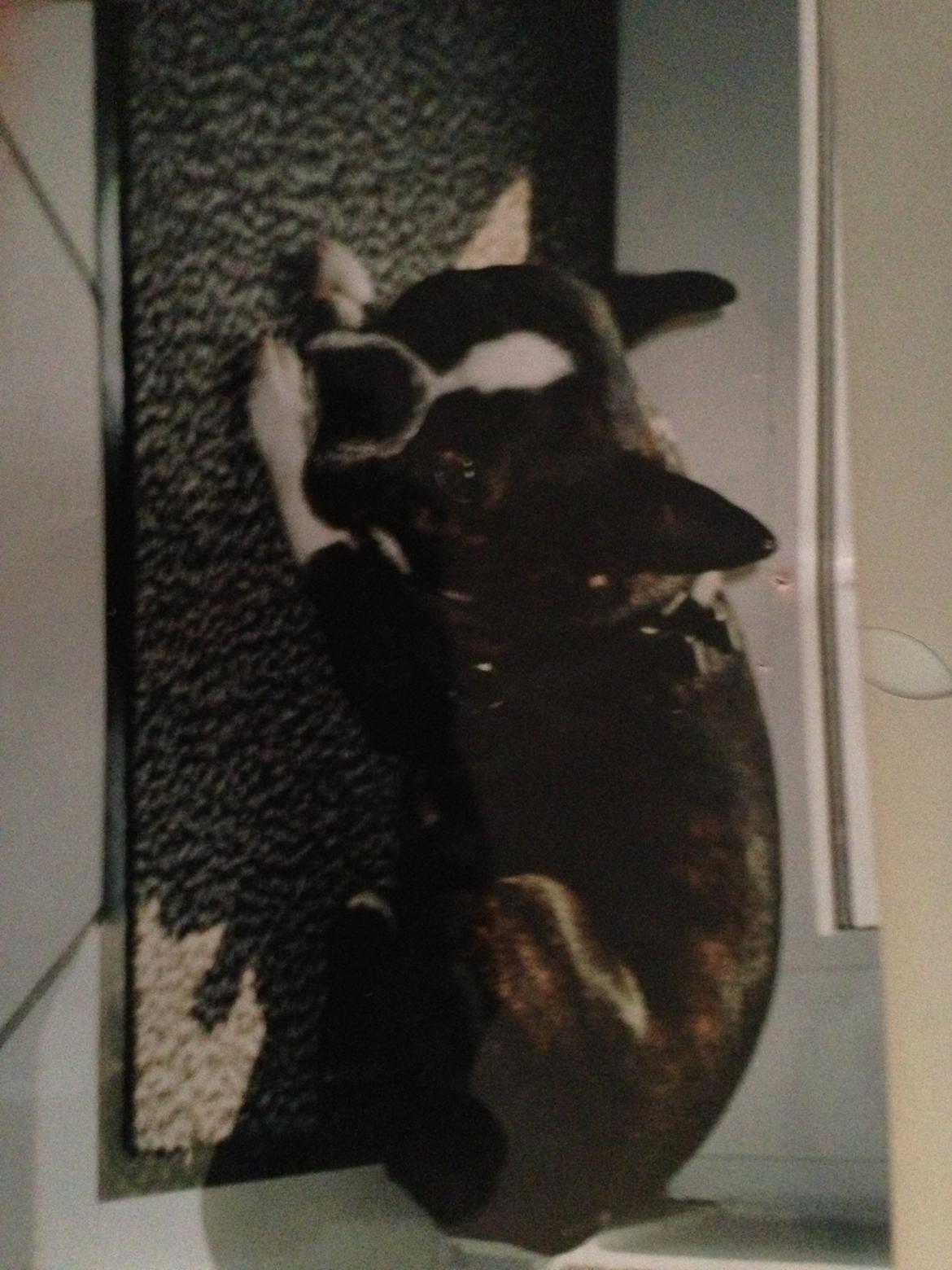 Boston terrier Osvald (RIP) (skatten) - Tak fordi i kiggede! <3

RIP RIP RIP billede 12