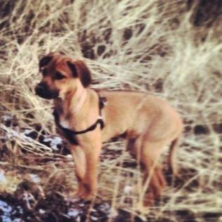 Rhodesian ridgeback Nhala billede 1