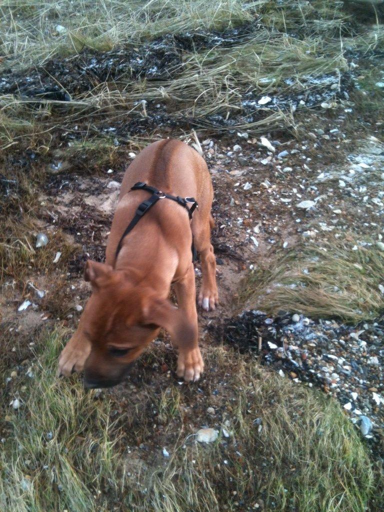 Rhodesian ridgeback Nhala billede 2