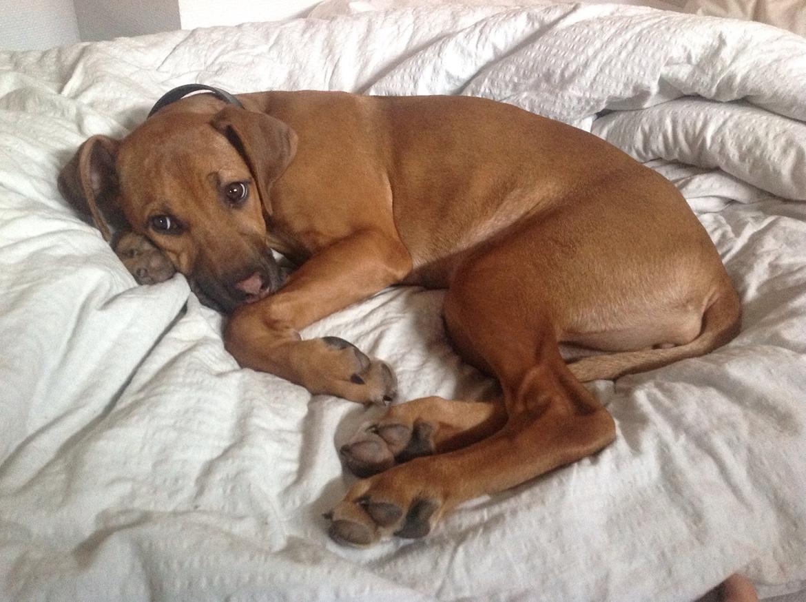 Rhodesian ridgeback Nhala billede 3