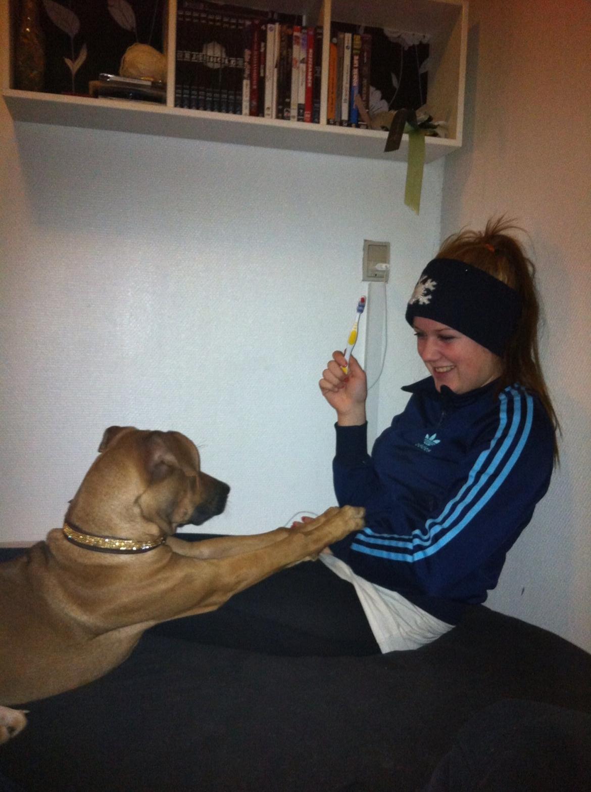 Rhodesian ridgeback Nhala billede 6