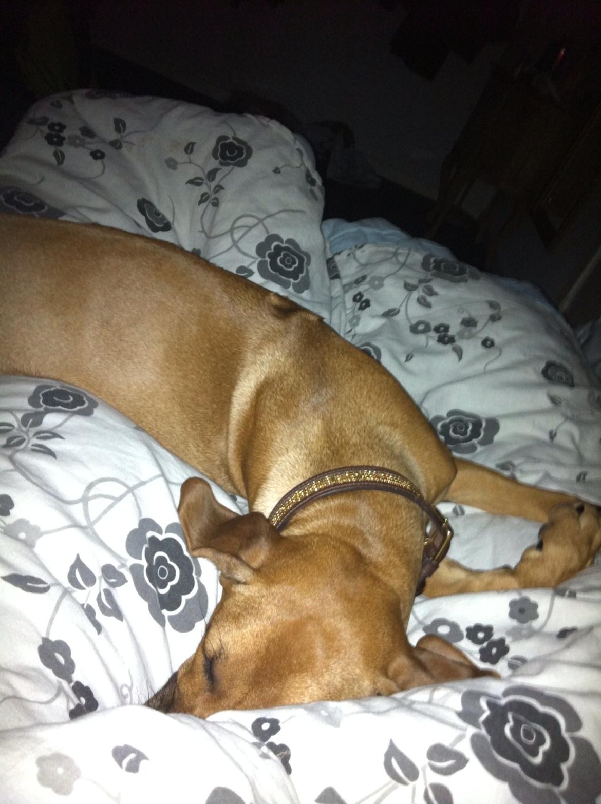 Rhodesian ridgeback Nhala billede 5