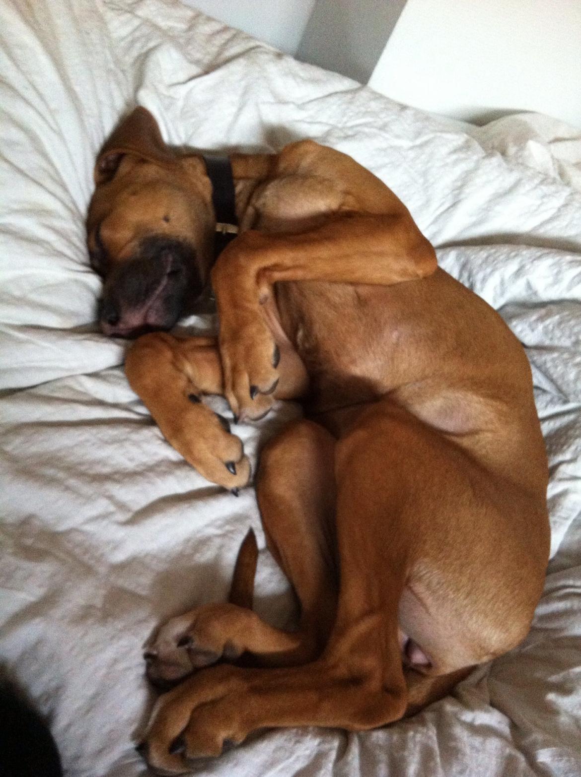 Rhodesian ridgeback Nhala billede 7