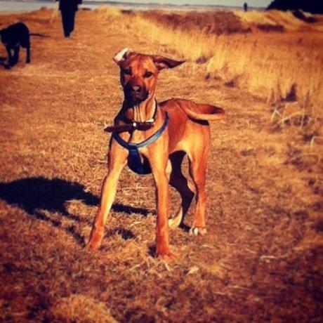 Rhodesian ridgeback Nhala billede 8