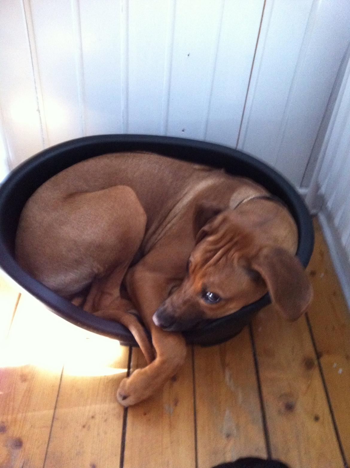 Rhodesian ridgeback Nhala billede 9