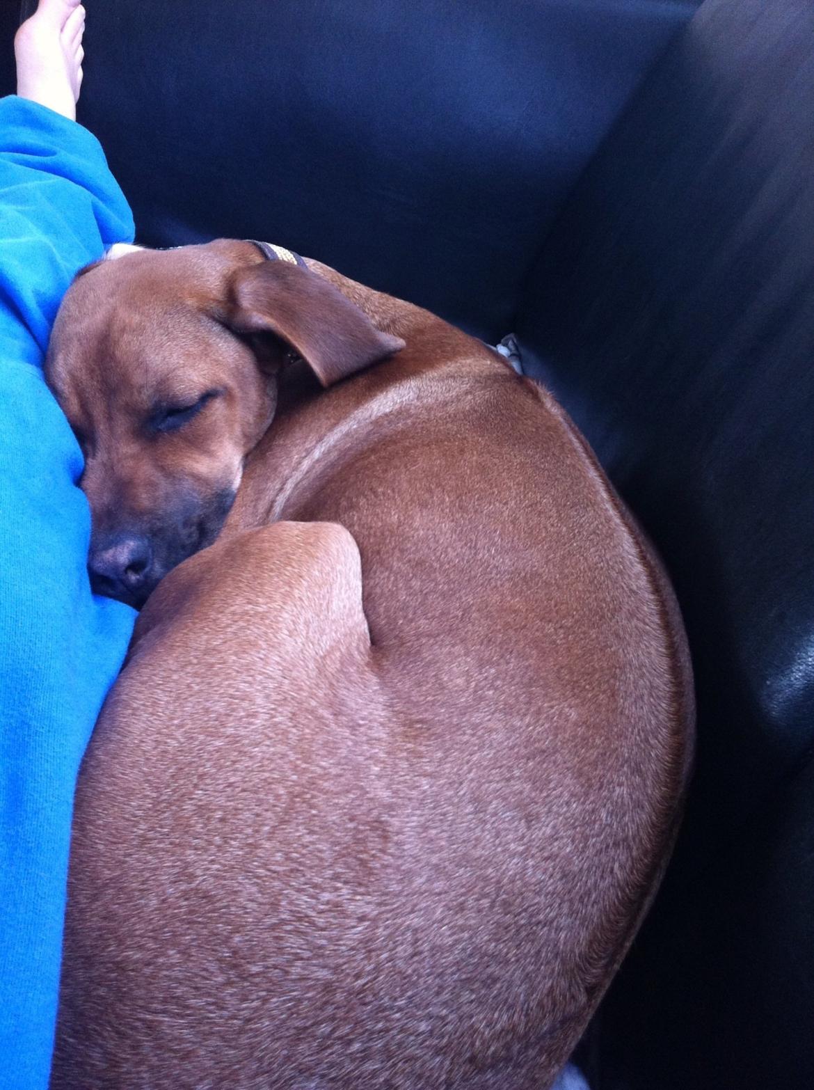 Rhodesian ridgeback Nhala billede 10