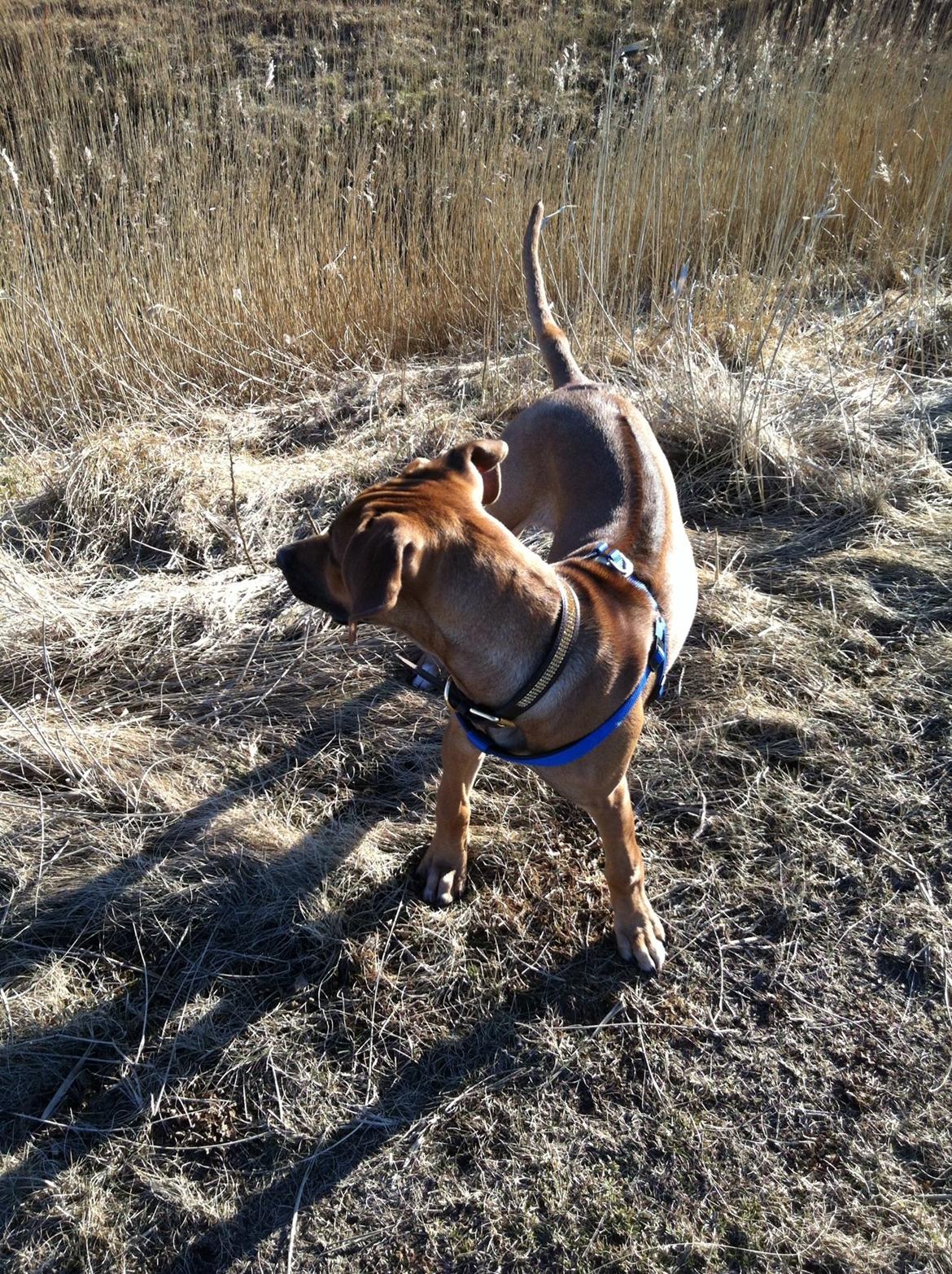 Rhodesian ridgeback Nhala billede 11