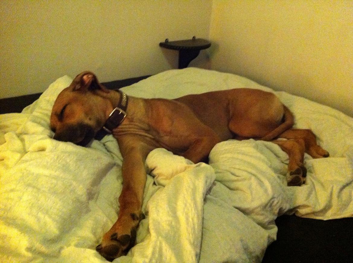 Rhodesian ridgeback Nhala billede 12