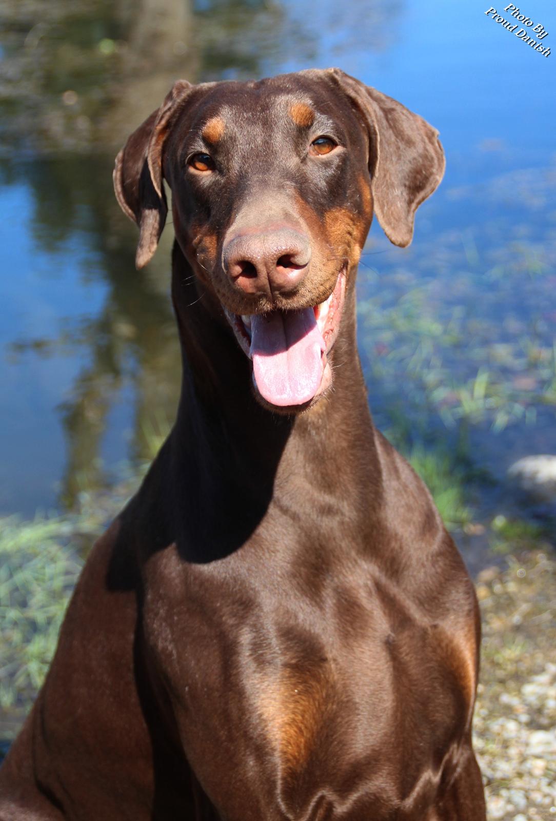 Dobermann Serbian Star V Masterhof - April 2013 billede 1