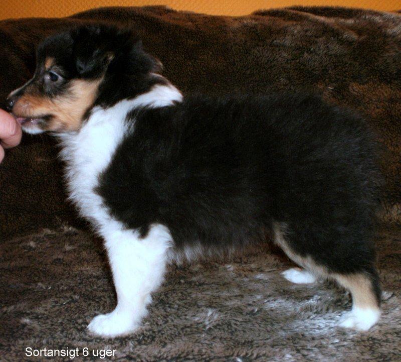 Shetland sheepdog Ziva (Kræmer's Viola Dark Jewel) - 6 uger billede 2