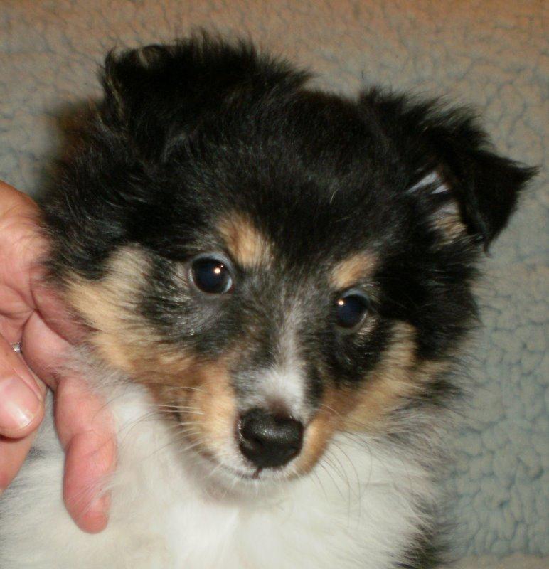 Shetland sheepdog Ziva (Kræmer's Viola Dark Jewel) - 8 uger billede 3