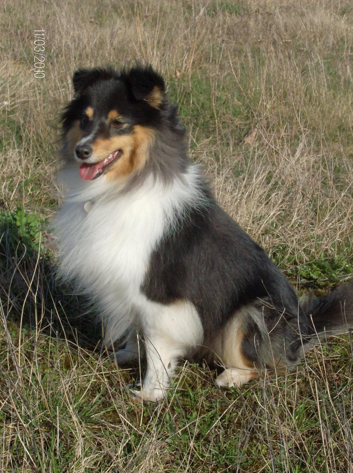 Shetland sheepdog Ziva (Kræmer's Viola Dark Jewel) - Ziva 2 år billede 1