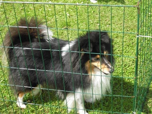 Shetland sheepdog Ziva (Kræmer's Viola Dark Jewel) - Ziva's far billede 4