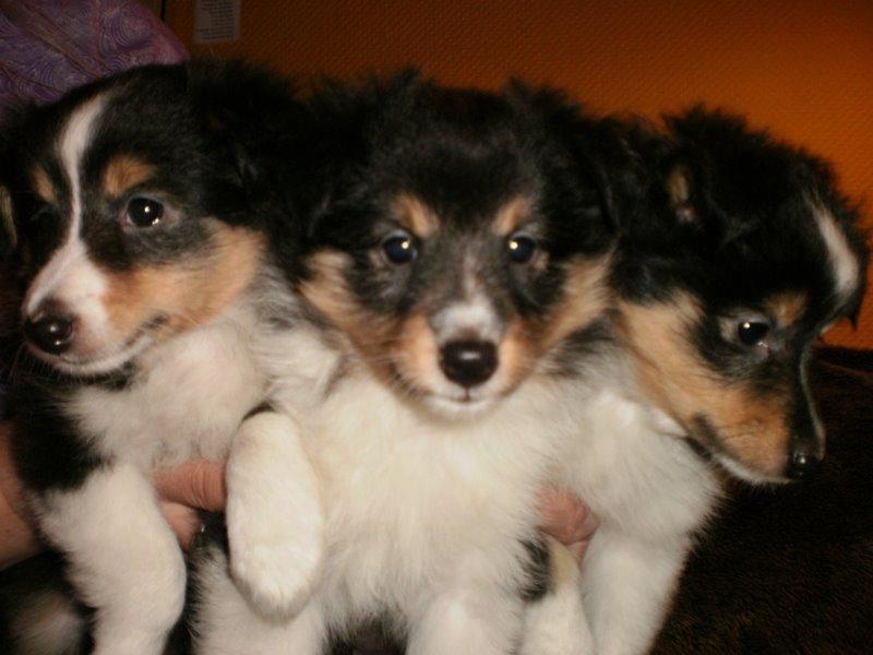 Shetland sheepdog Ziva (Kræmer's Viola Dark Jewel) - ziva med søskende billede 5