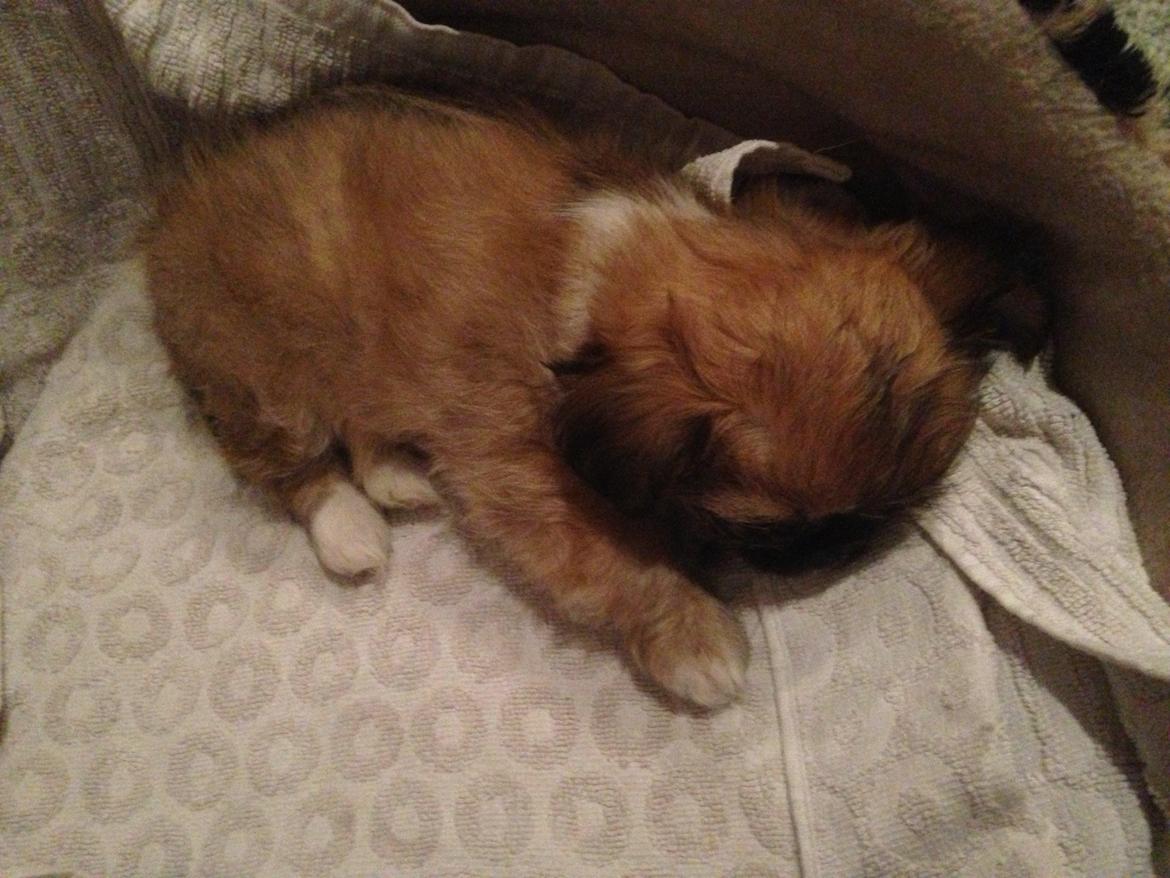 Blanding af racer Bella - 13-04-2013 billede 1