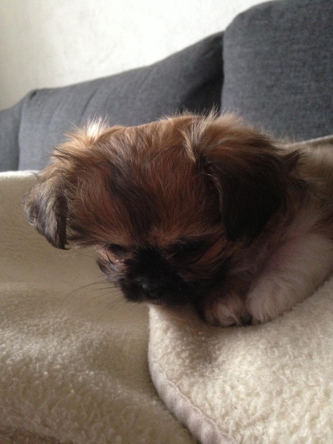 Blanding af racer Bella - 14-04-2013 billede 3