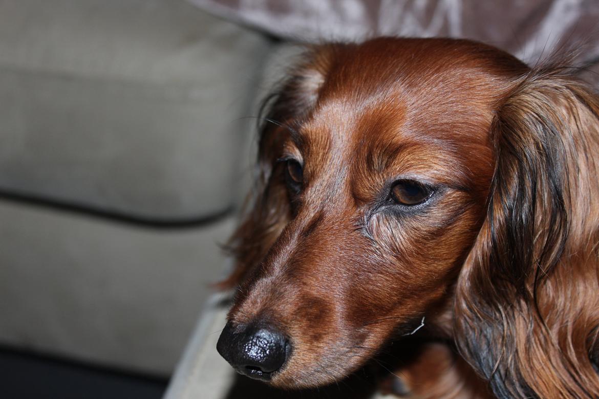 Miniature gravhund Hermann (babyen) (RIP) - hotti hotti <3 billede 1