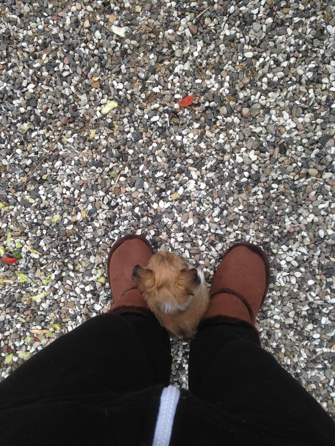 Blanding af racer Bella - 14-04-2013 billede 2