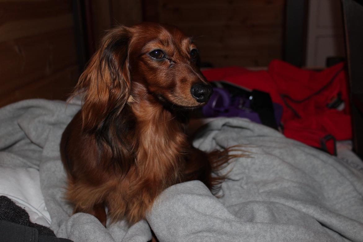 Miniature gravhund Hermann (babyen) (RIP) billede 3