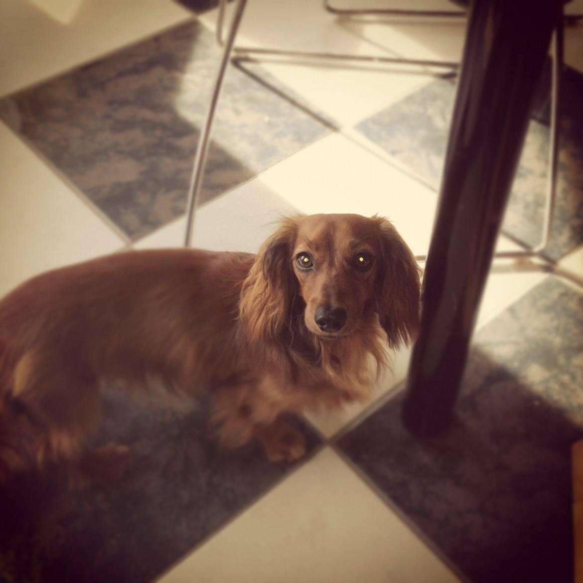 Miniature gravhund Hermann (babyen) (RIP) billede 4