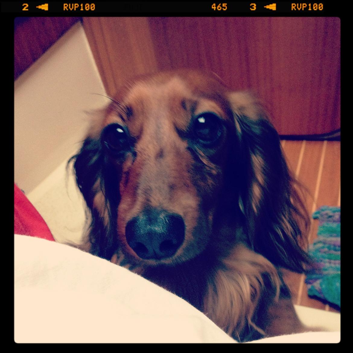 Miniature gravhund Hermann (babyen) (RIP) billede 5