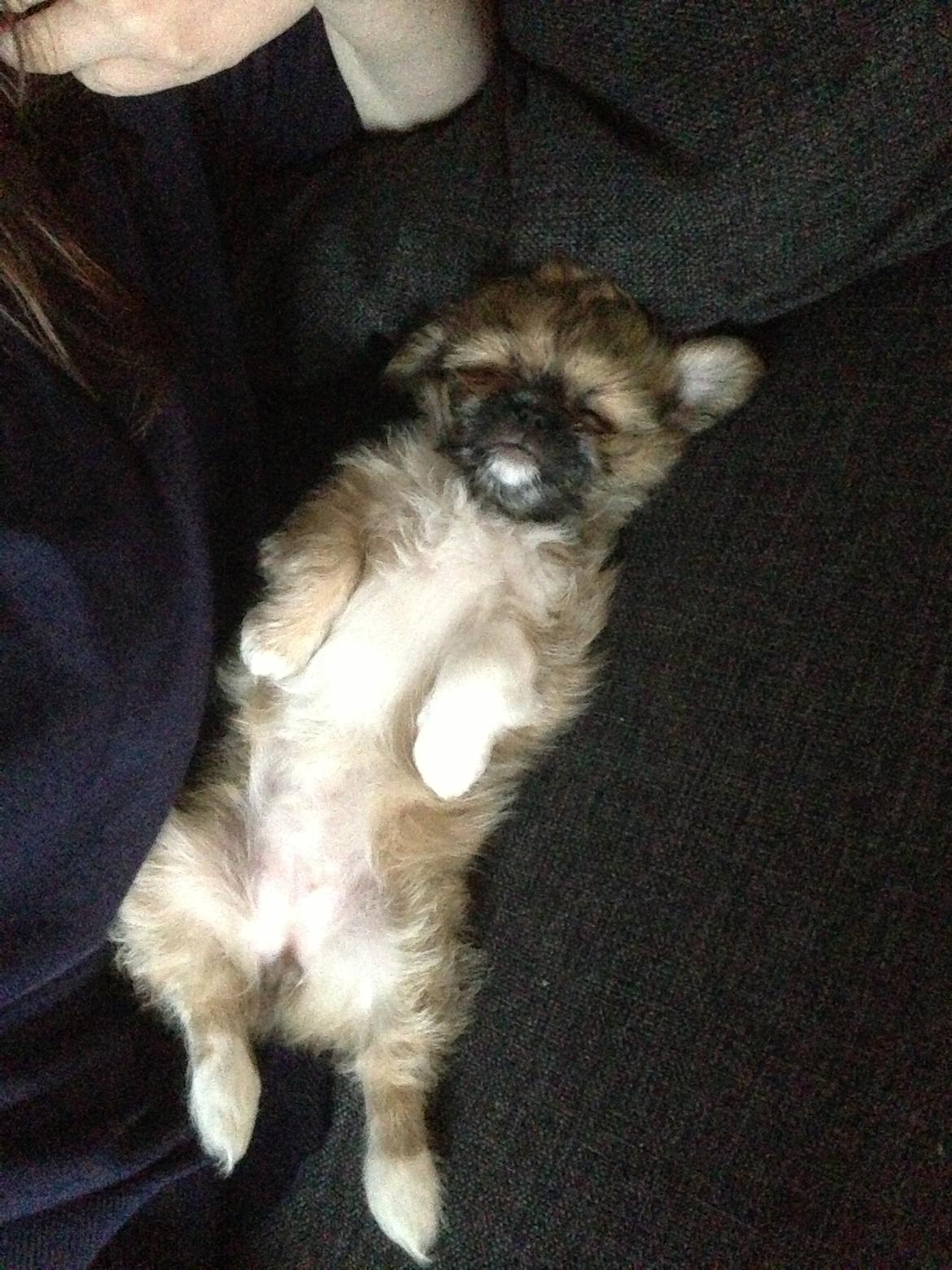 Blanding af racer Bella - 14-04-2013 billede 4