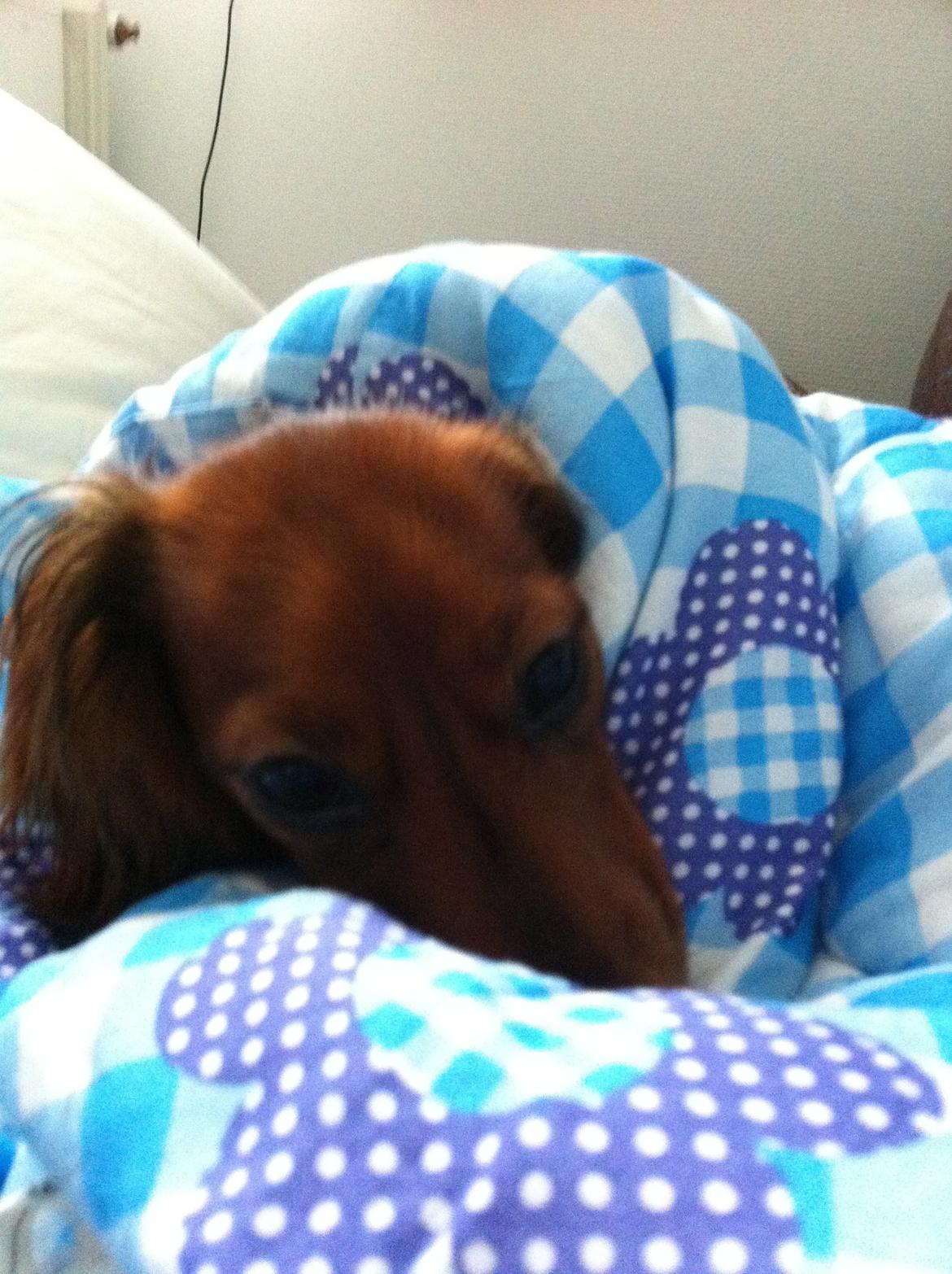 Miniature gravhund Hermann (babyen) (RIP) billede 6