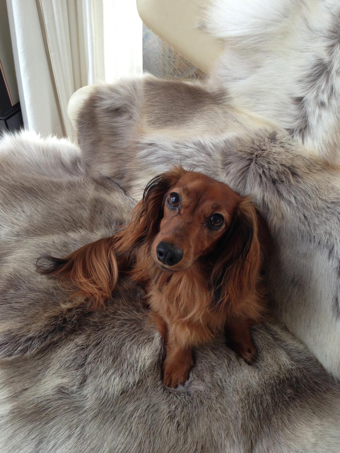 Miniature gravhund Hermann (babyen) (RIP) billede 7