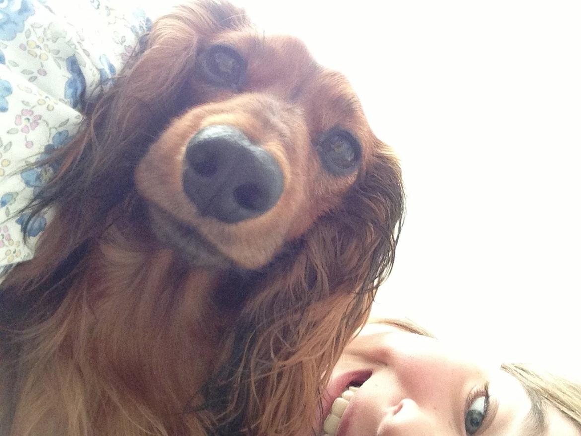 Miniature gravhund Hermann (babyen) (RIP) billede 8