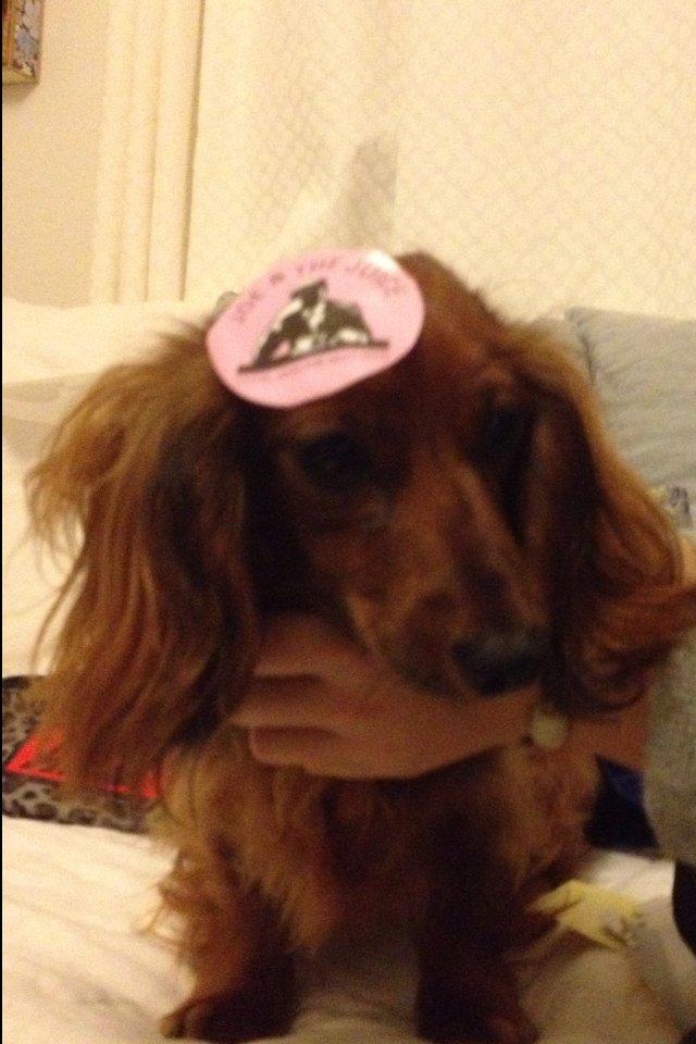 Miniature gravhund Hermann (babyen) (RIP) billede 9