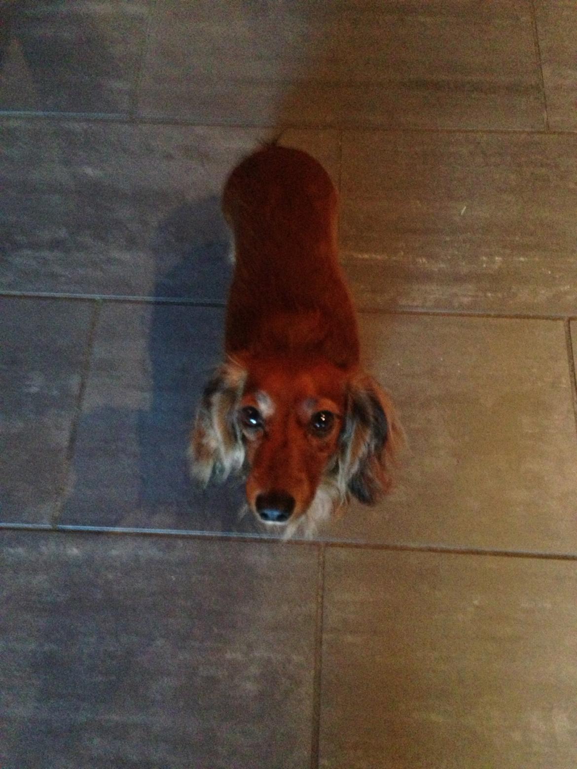 Miniature gravhund Hermann (babyen) (RIP) billede 10