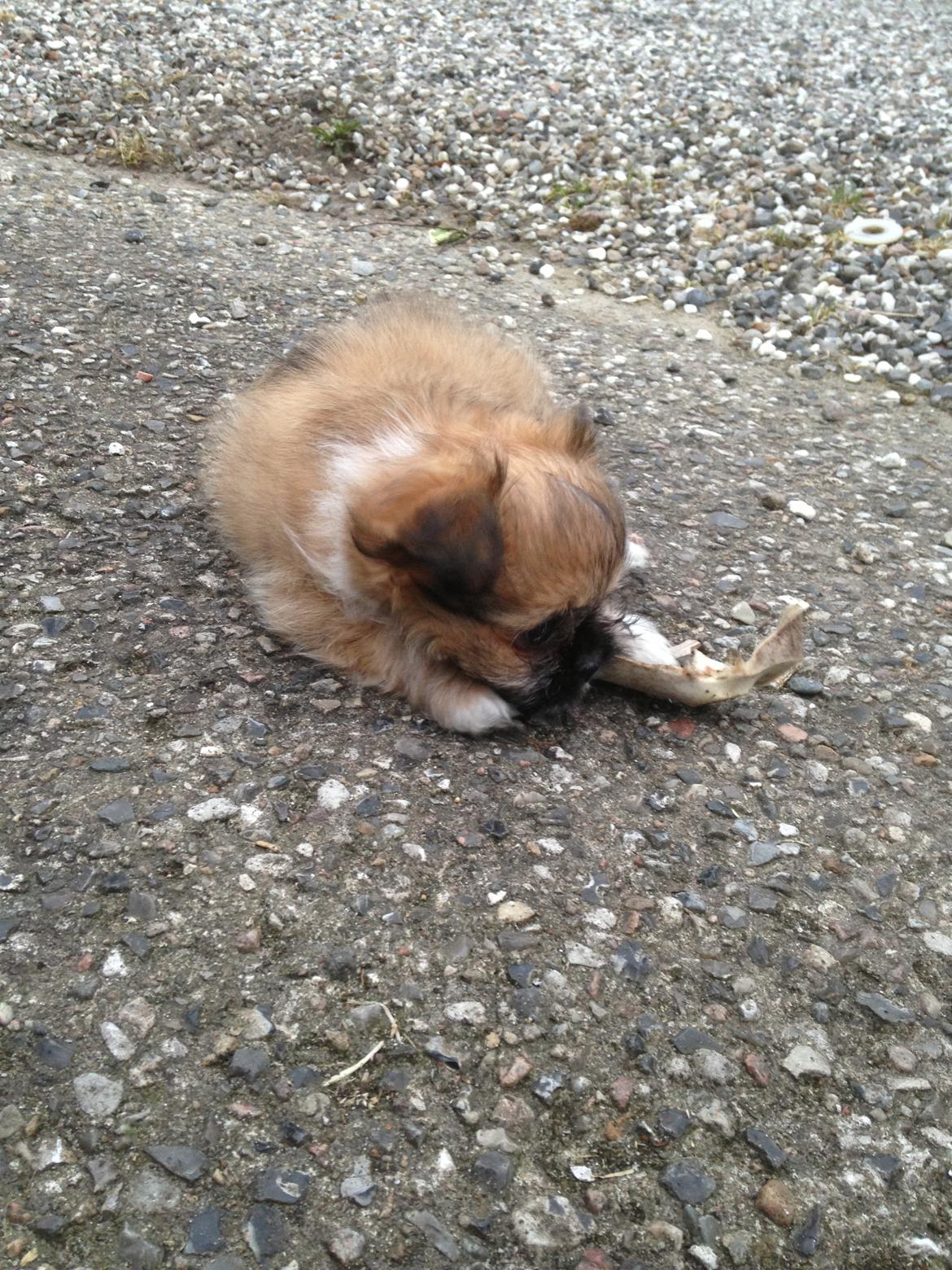 Blanding af racer Bella - 16-04-2013 billede 5