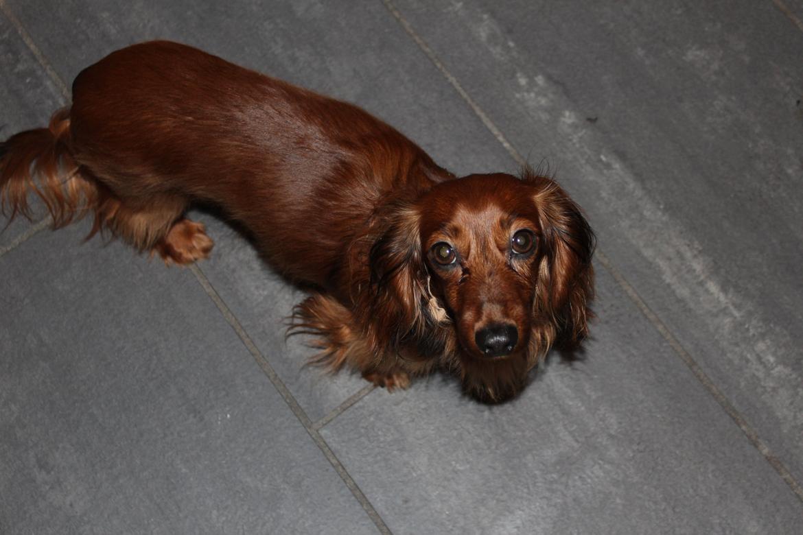 Miniature gravhund Hermann (babyen) (RIP) billede 11